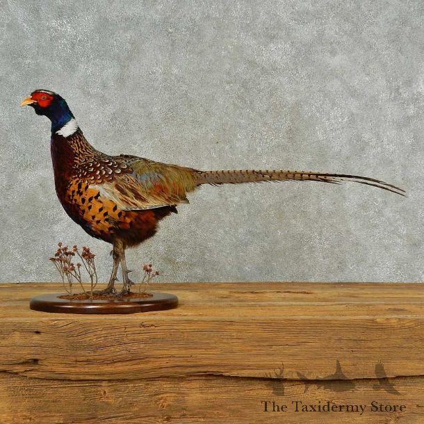 Ringneck Pheasant Bird Mount For Sale #16491 @ The Taxidermy Store