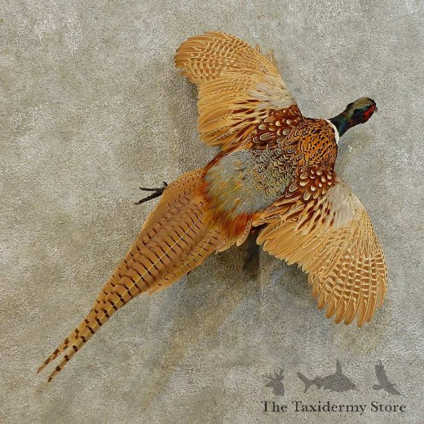 Ringneck Pheasant Bird Mount For Sale #16539 @ The Taxidermy Store
