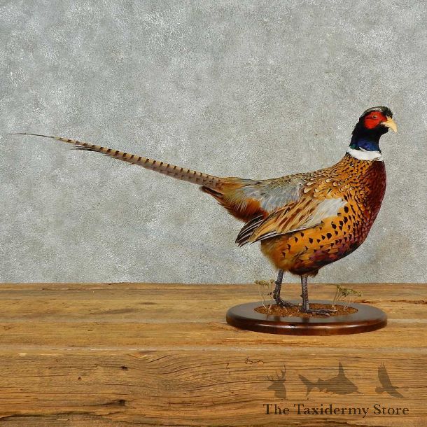 Ringneck Pheasant Bird Mount For Sale #16559 @ The Taxidermy Store