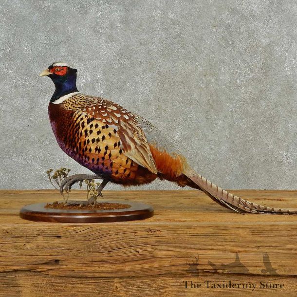 Ringneck Pheasant Bird Mount For Sale #16561 @ The Taxidermy Store