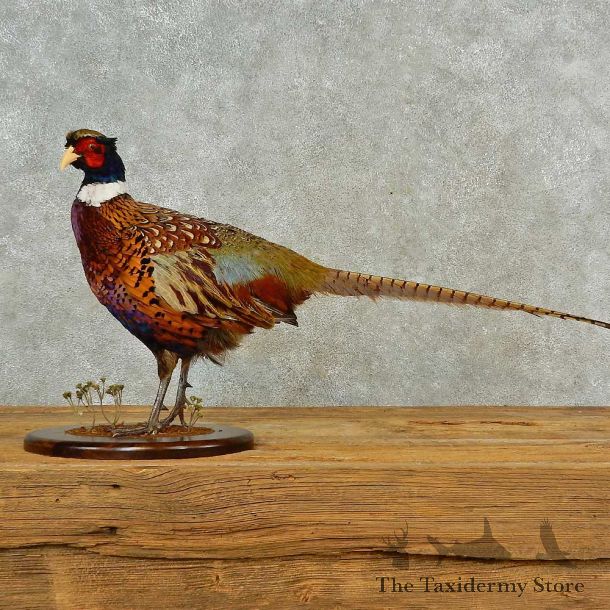 Ringneck Pheasant Bird Mount For Sale #16562 @ The Taxidermy Store