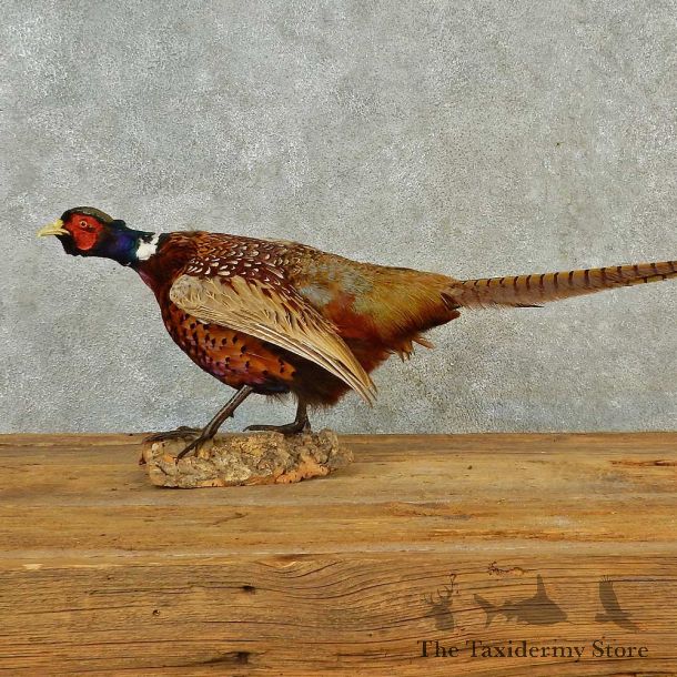 Ringneck Pheasant Bird Mount For Sale #16574 @ The Taxidermy Store