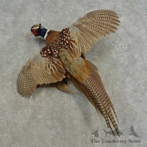 Ringneck Pheasant Bird Mount For Sale #16672 @ The Taxidermy Store