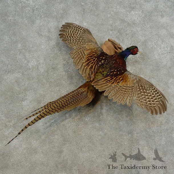 Ringneck Pheasant Bird Mount For Sale #16674 @ The Taxidermy Store