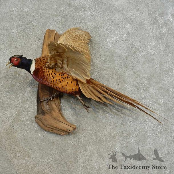 Ringneck Pheasant Bird Mount For Sale #16675 @ The Taxidermy Store