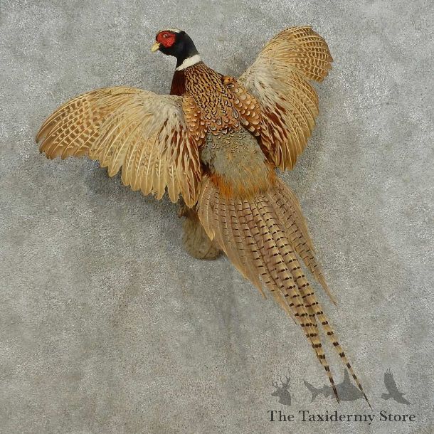 Ringneck Pheasant Bird Mount For Sale #16676 @ The Taxidermy Store