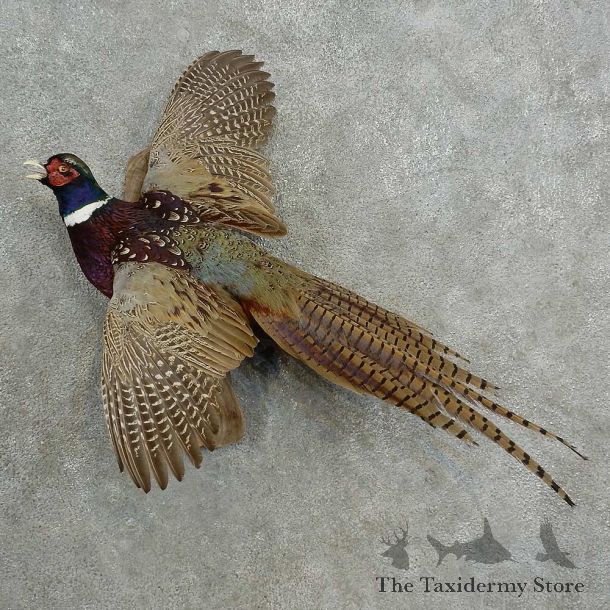 Ringneck Pheasant Bird Mount For Sale #16983 @ The Taxidermy Store