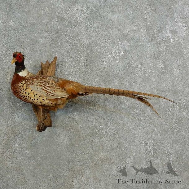 Ringneck Pheasant Bird Mount For Sale #16986 @ The Taxidermy Store