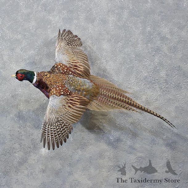 Ringneck Pheasant Bird Mount #12142 For Sale @ The Taxidermy Store