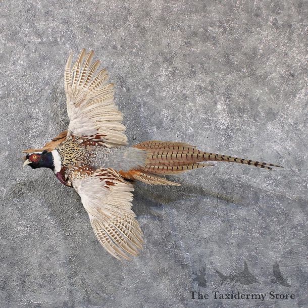 Ringneck Pheasant Bird Mount #11751 For Sale @ The Taxidermy Store