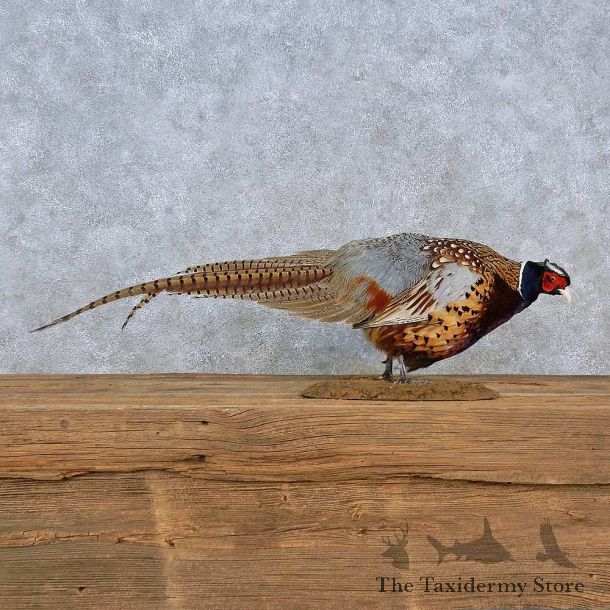 Ringneck Pheasant Life-Size Mount For Sale #15210 @ The Taxidermy Store