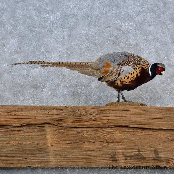 Ringneck Pheasant Life-Size Mount For Sale #15211 @ The Taxidermy Store
