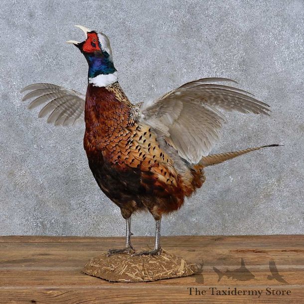 Ringneck Pheasant Life-Size Mount For Sale #15212 @ The Taxidermy Store