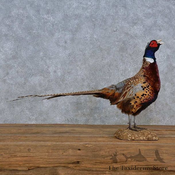 Ringneck Pheasant Life-Size Mount For Sale #15214 @ The Taxidermy Store