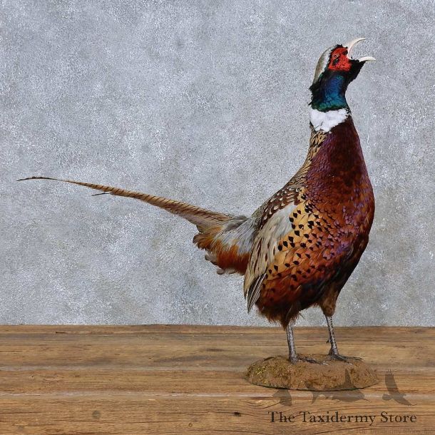 Ringneck Pheasant Life-Size Mount For Sale #15215 @ The Taxidermy Store
