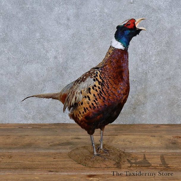 Ringneck Pheasant Life-Size Mount For Sale #15216 @ The Taxidermy Store