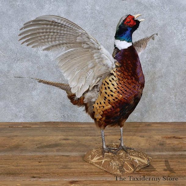 Ringneck Pheasant Life-Size Mount For Sale #15217 @ The Taxidermy Store