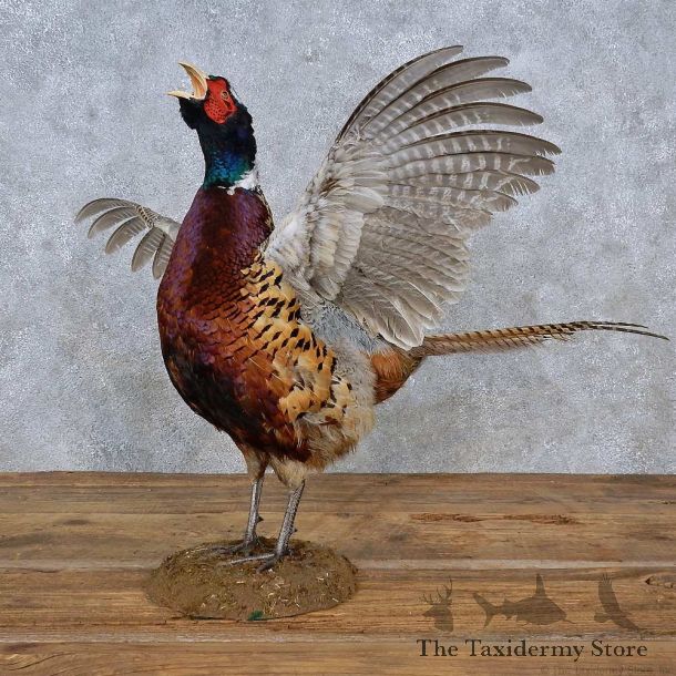 Ringneck Pheasant Life-Size Mount For Sale #15218 @ The Taxidermy Store