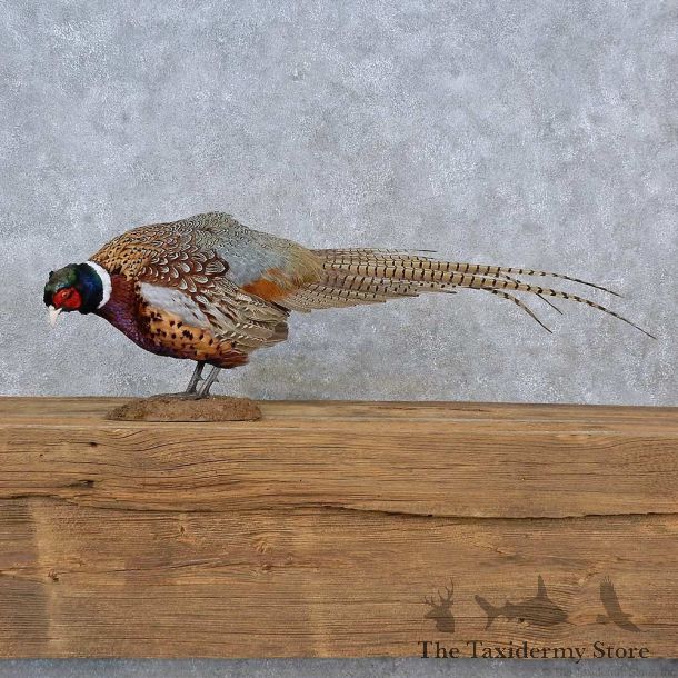 Ringneck Pheasant Life-Size Mount For Sale #15219 @ The Taxidermy Store
