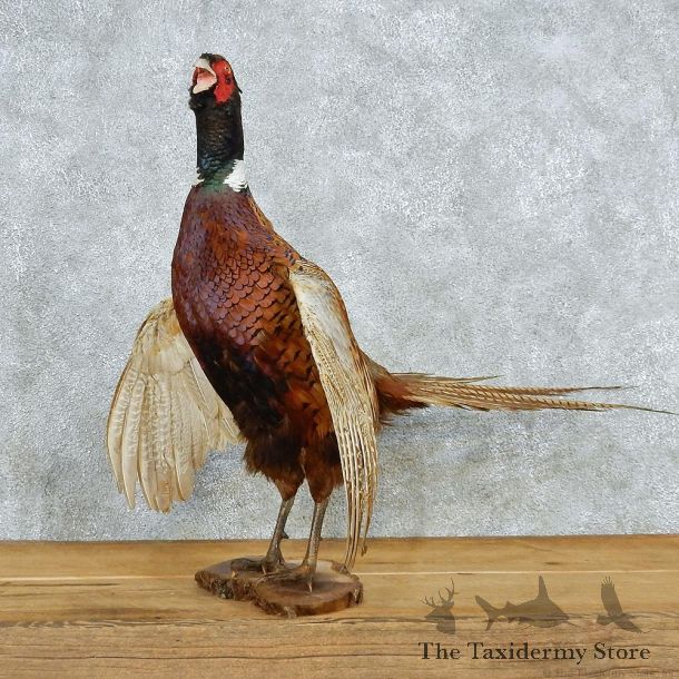 Cackling Ringneck Pheasant Life-Size Taxidermy Mount #13052 For Sale @ The Taxidermy Store