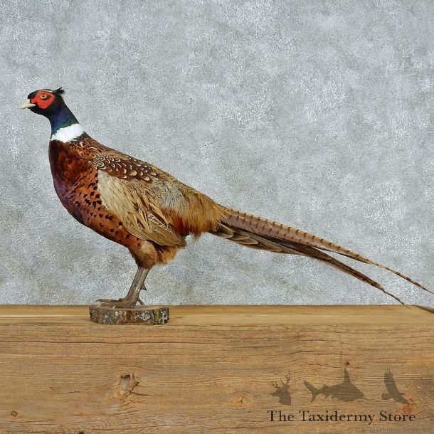 Standing Ringneck Pheasant Taxidermy #13062 For Sale @ The Taxidermy Store