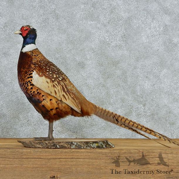 Standing Ringneck Pheasant Taxidermy #13063 For Sale @ The Taxidermy Store