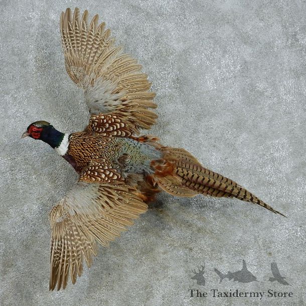 Flying Ringneck Pheasant Life-Size Taxidermy Mount #13071 For Sale @ The Taxidermy Store