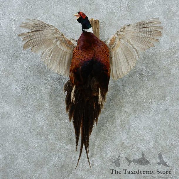 Ringneck Pheasant Life Size Taxidermy Mount #13154 For Sale @ The Taxidermy Store