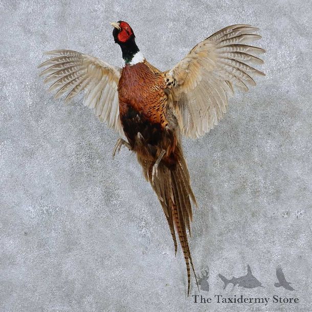 Ringneck Pheasant Life Size Taxidermy Mount #13159 For Sale @ The Taxidermy Store