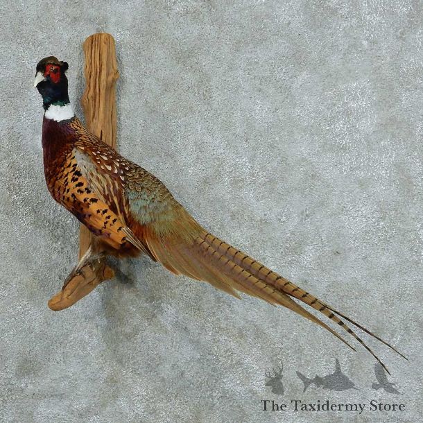Ringneck Pheasant Life Size Taxidermy Mount #13326 For Sale @ The Taxidermy Store