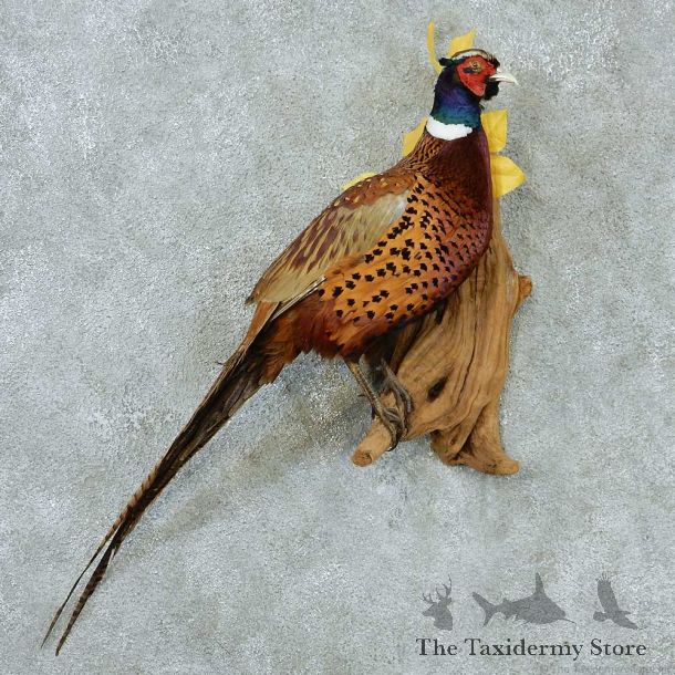 Ringneck Pheasant Life Size Taxidermy Mount #13333 For Sale @ The Taxidermy Store
