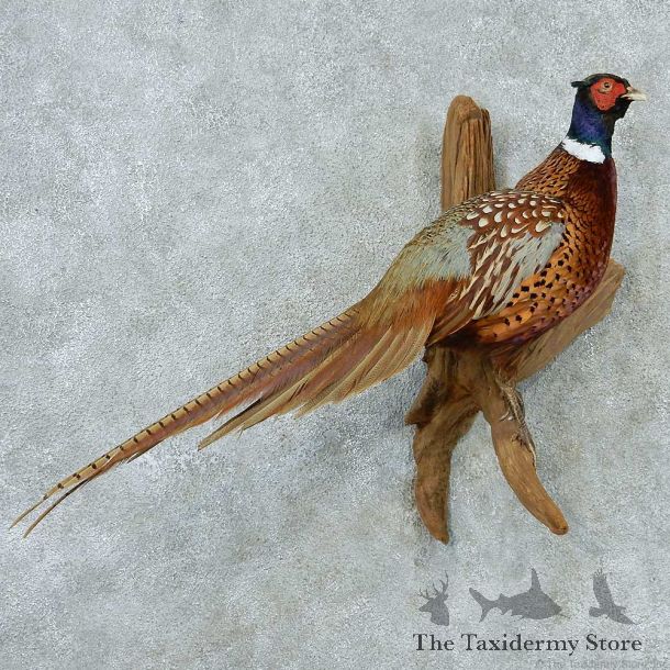 Ringneck Pheasant Life Size Taxidermy Mount #13334 For Sale @ The Taxidermy Store
