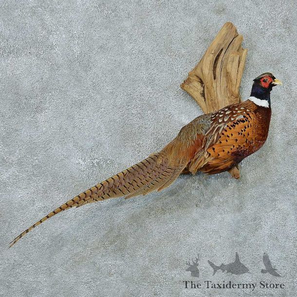 Ringneck Pheasant Life Size Taxidermy Mount #13343 For Sale @ The Taxidermy Store