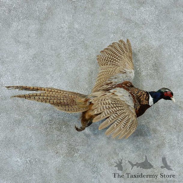 Ringneck Pheasant Life Size Taxidermy Mount #13345 For Sale @ The Taxidermy Store