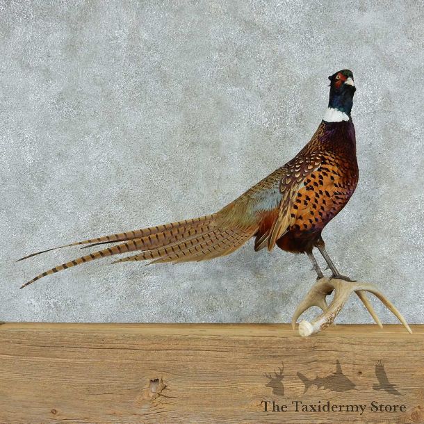 Ringneck Pheasant Life Size Taxidermy Mount #13347 For Sale @ The Taxidermy Store