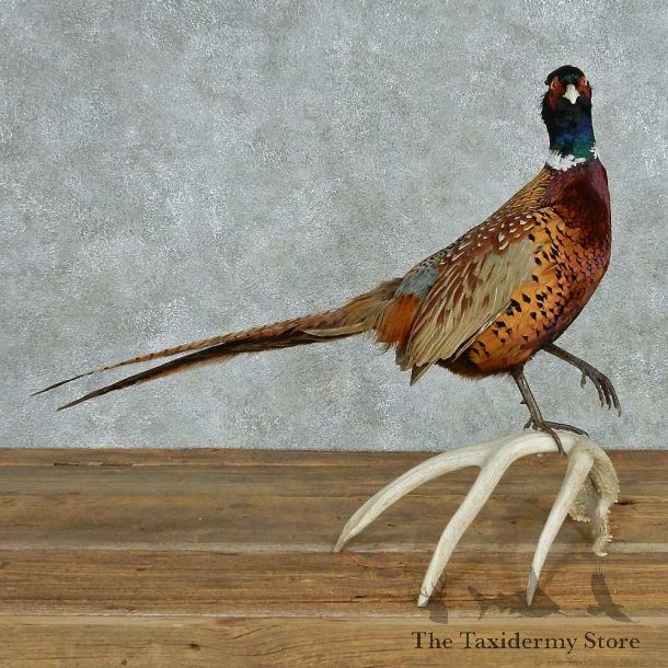 Ringneck Pheasant Life-Size Mount #13523 For Sale @ The Taxidermy Store