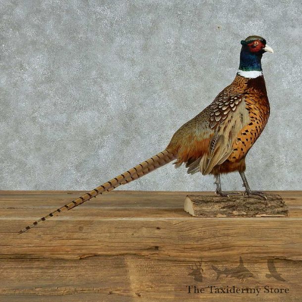Ringneck Pheasant Life-Size Mount #13524 For Sale @ The Taxidermy Store