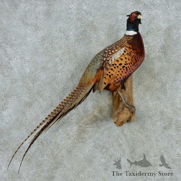 Perched Ringneck Pheasant Mount #13556 For Sale @ The Taxidermy Store