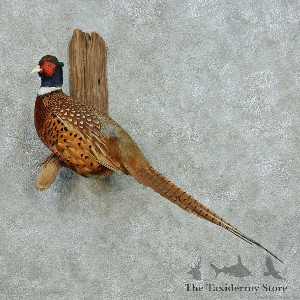 Perched Ringneck Pheasant Life Size Mount #13563 For Sale @ The Taxidermy Store