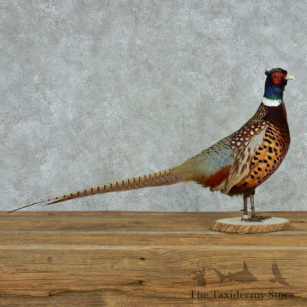 Standing Black Pheasant Life Size Mount #13620 For Sale @ The Taxidermy Store
