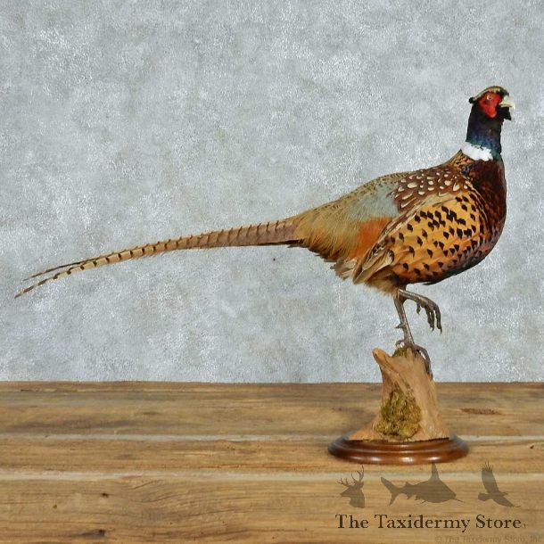 Standing Ringneck Pheasant Life Size Mount #13622 For Sale @ The Taxidermy Store