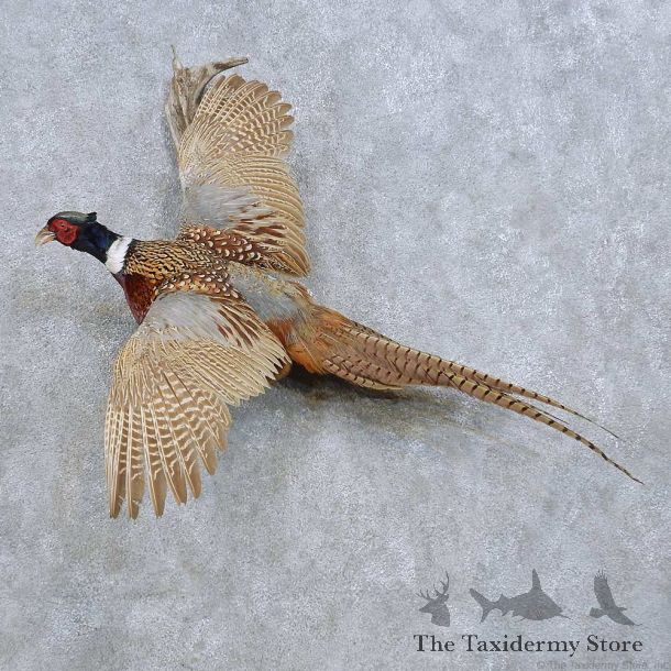 Flying Ringneck Pheasant Mount For Sale #14813 @ The Taxidermy Store