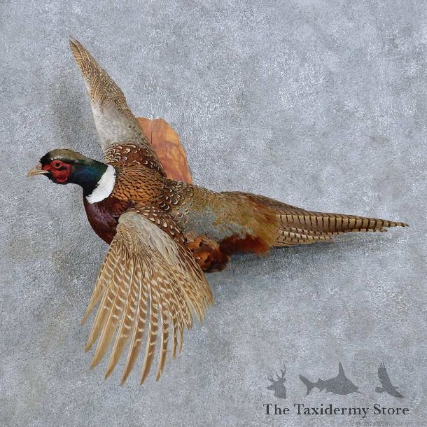 Flying Ringneck Pheasant Mount For Sale #14815 @ The Taxidermy Store