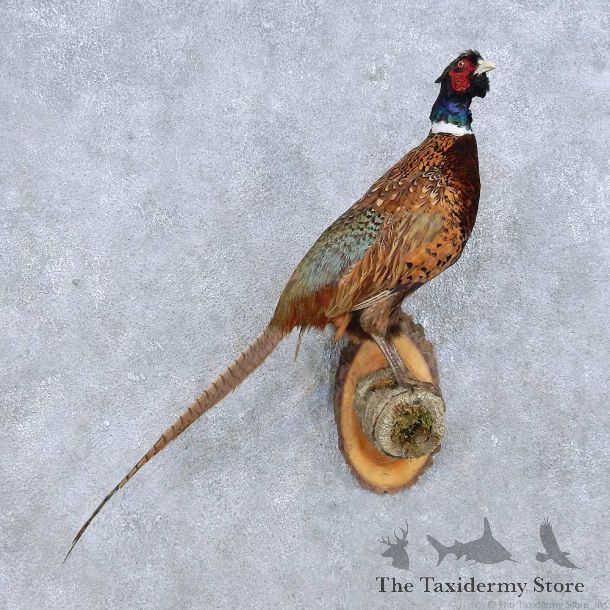 Flying Ringneck Pheasant Mount For Sale #14816 @ The Taxidermy Store