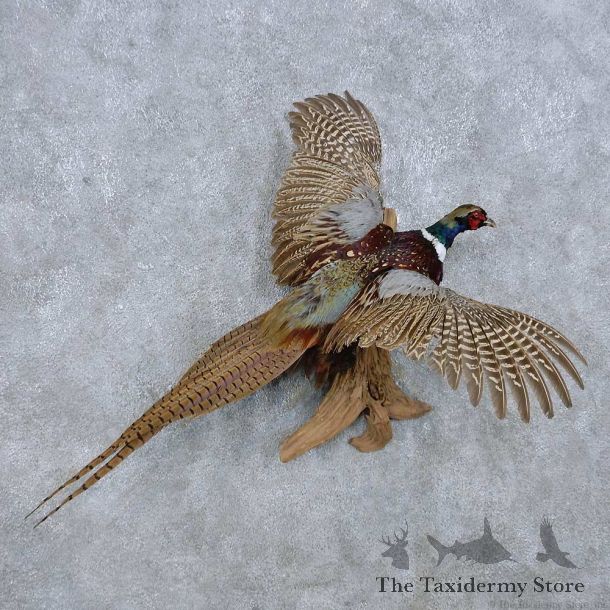 Flying Ringneck Pheasant Mount For Sale #14817 @ The Taxidermy Store