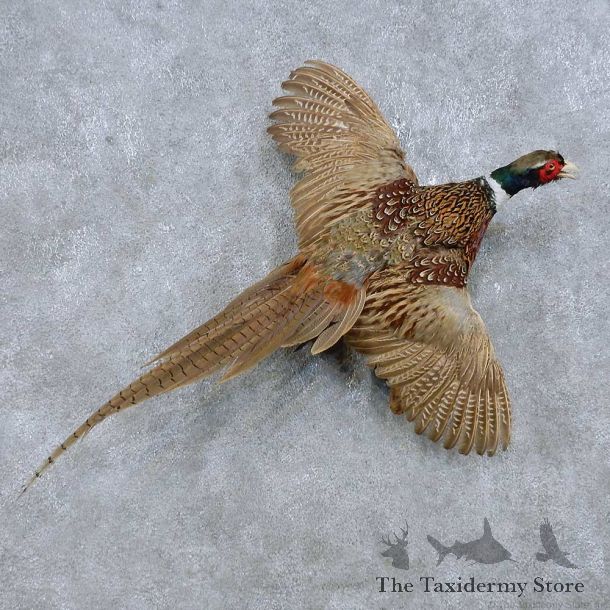 Flying Ringneck Pheasant Mount For Sale #14819 @ The Taxidermy Store
