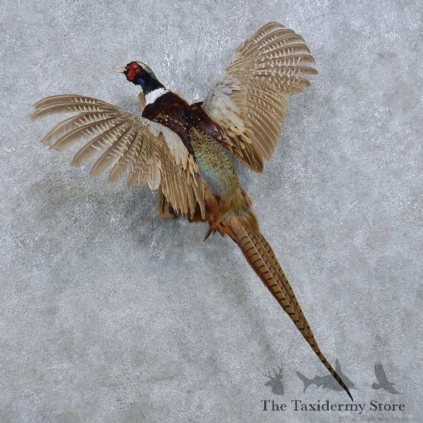 Flying Ringneck Pheasant Mount For Sale #14821 @ The Taxidermy Store