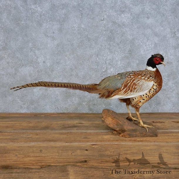 Standing Ringneck Pheasant Mount For Sale #14824 @ The Taxidermy Store