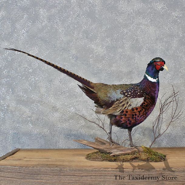 Burgundy Ringneck Pheasant Bird Mount #12115 For Sale @ The Taxidermy Store