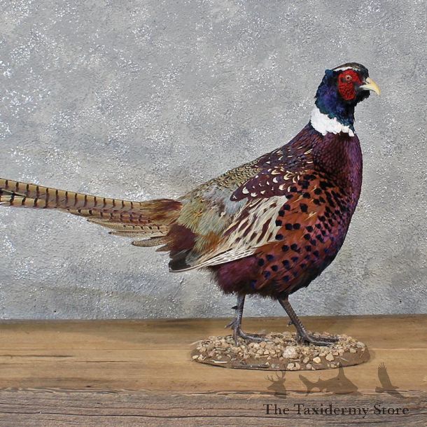 Burgundy Ringneck Pheasant Bird Mount #12116 For Sale @ The Taxidermy Store